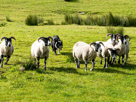 The Ring of Kerry