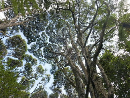 Auckland, New Zealand