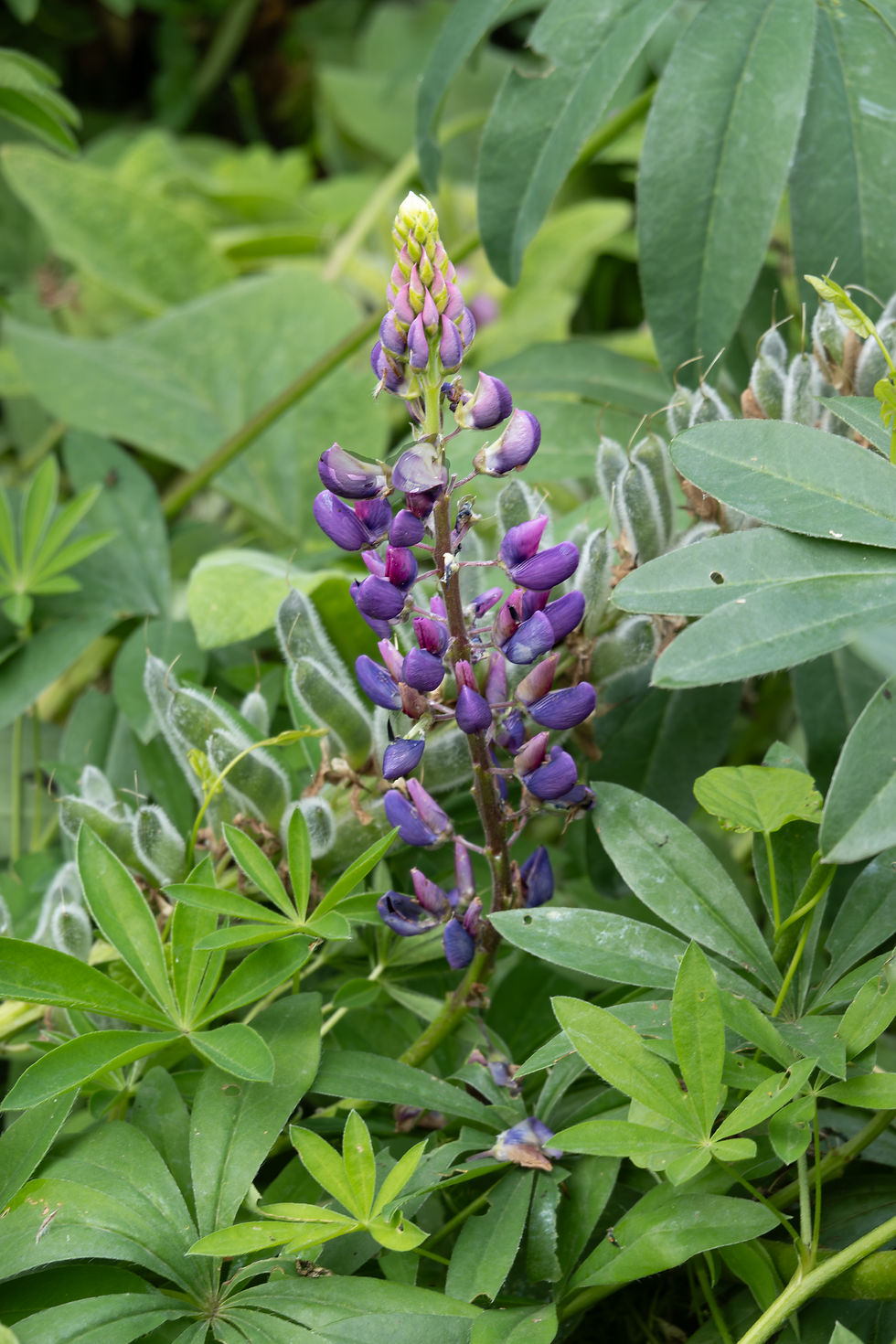 The seeds of the Lupine are its most toxic parts (although all of the plant is poisonous). Eating them can cause trembling, nausea, rapid heart rate and stop your breathing. However, when boiled and used in a poultice, they also can reduce swelling. Modern day medical research has found that with special processing the fibers can reduce blood pressure and lower cholesterol. The proteins from the plant can help people with diabetes control their blood sugar.