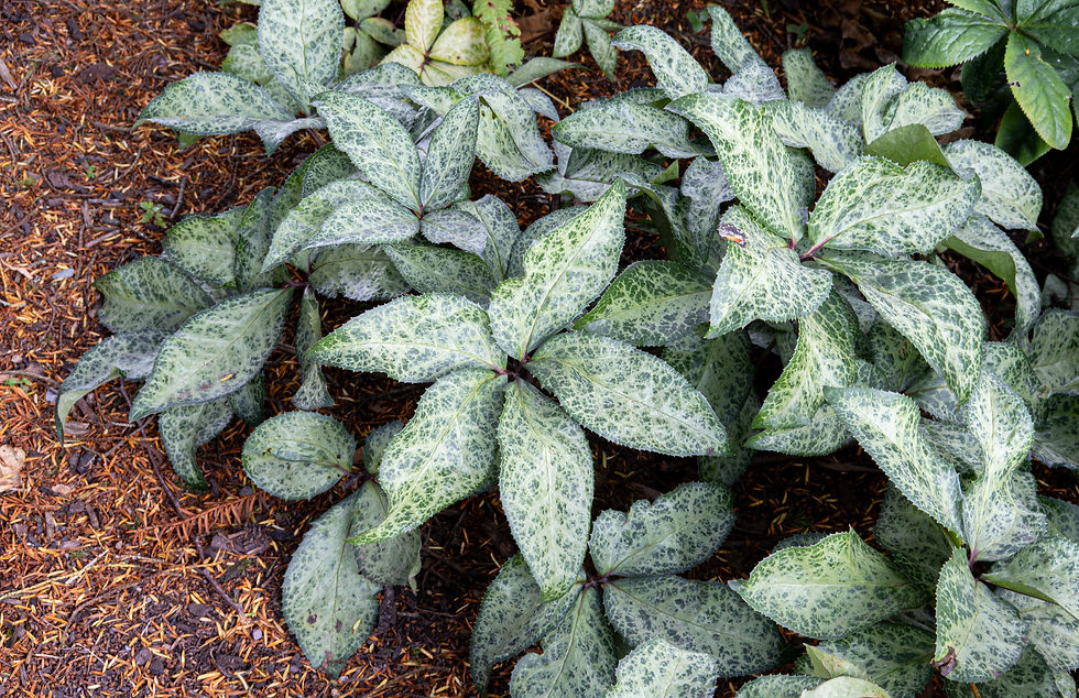 Touching Hellebore can cause blistering and burns and eating it can slow your heart rate so much that it stops. However, it has been used to kill lice and fleas and some ancient doctors once believed it could cure epilepsy and melancholy by purging "black bile" from the brain.
