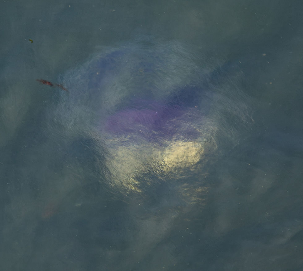The blue jellyfish is a smaller cousin to the lion's mane jellyfish.
