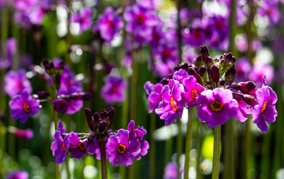 Edinburgh-Royal Botanic Gardens