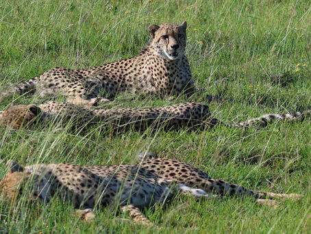 Amakhala Morning Safari
