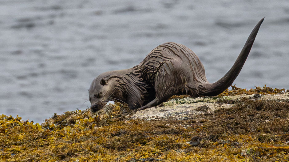 Isle of Mull, Scotland