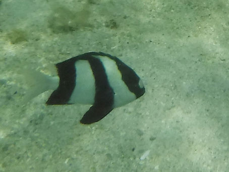 Raiatea: Faaroa River, and Uturoa Port