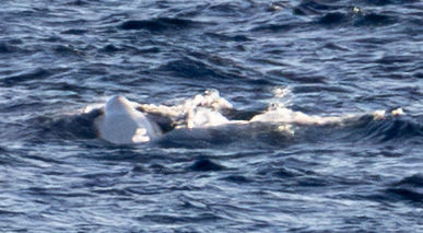 Dolphin and Union Strait, Nunavut/Northwest Territories