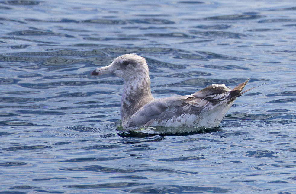 Youth California Gull