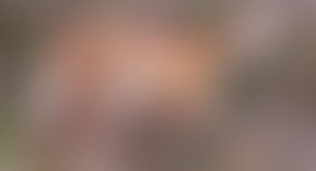 Maned Wolf in the Cerrado