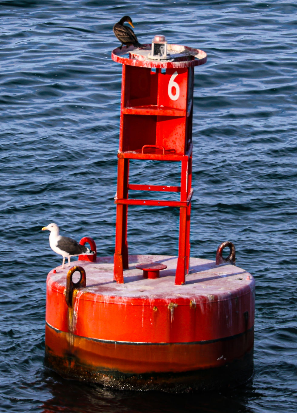 A gull and a cormorant on a buoy.