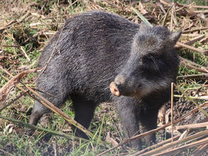 Pantanal to Brasilia
