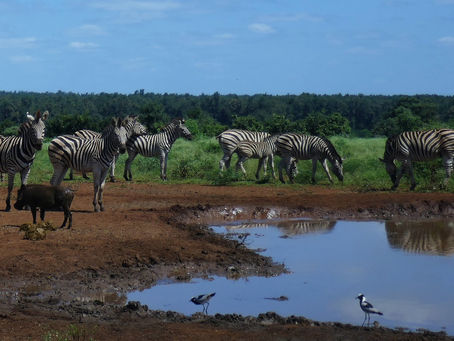 Safari at Kruger - Day 1