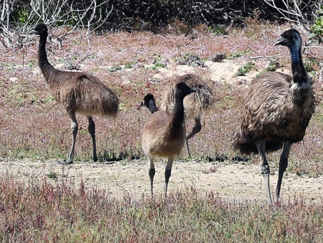 Adelaide - Coorong National Park