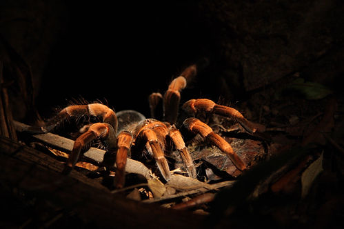 Entrepreneurs and startups dream big, bu