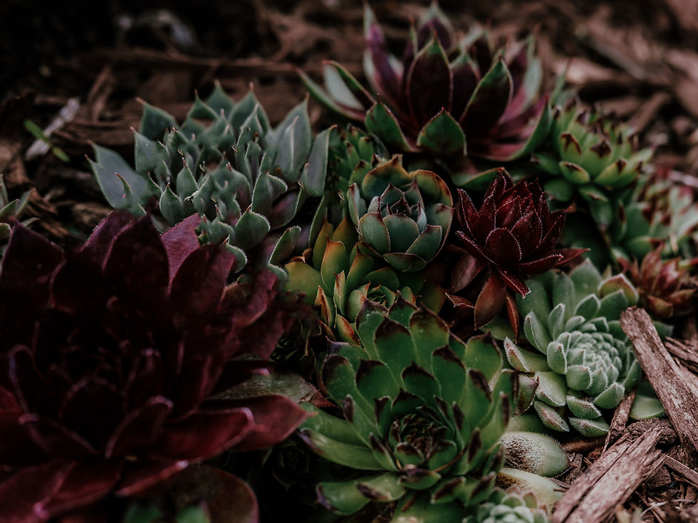 Massage Therapy in Baraboo