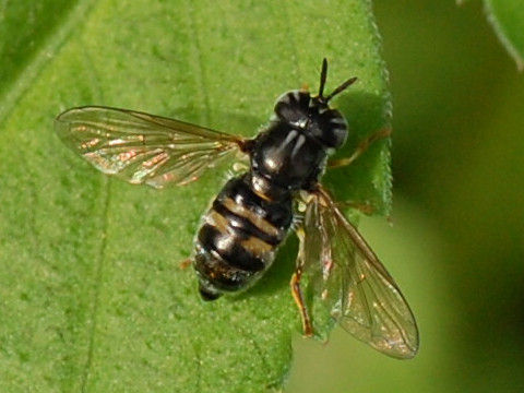 nohiramamehirataabu.JPG