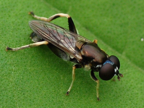 namiruriiroharanagahanaabu.JPG