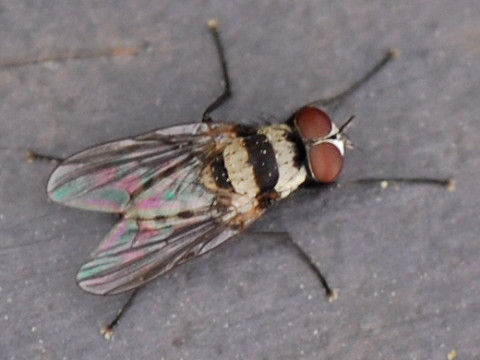 kuroobihanabae.JPG