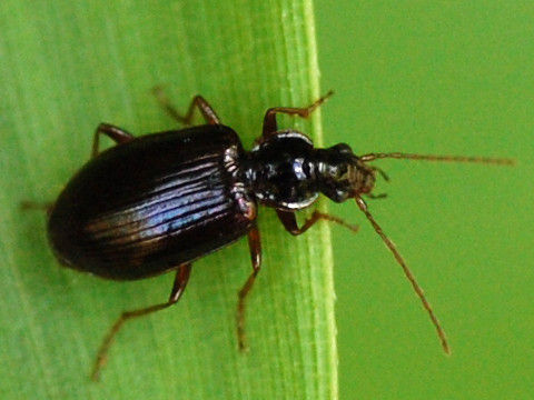 kuromorihiratagomimusi.JPG