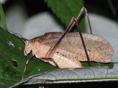 kutuwamusi.JPG