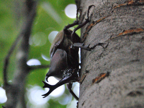 kabutomusio.JPG