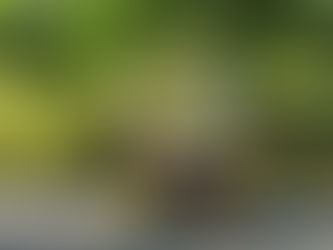 A Brief History Of Lemonade