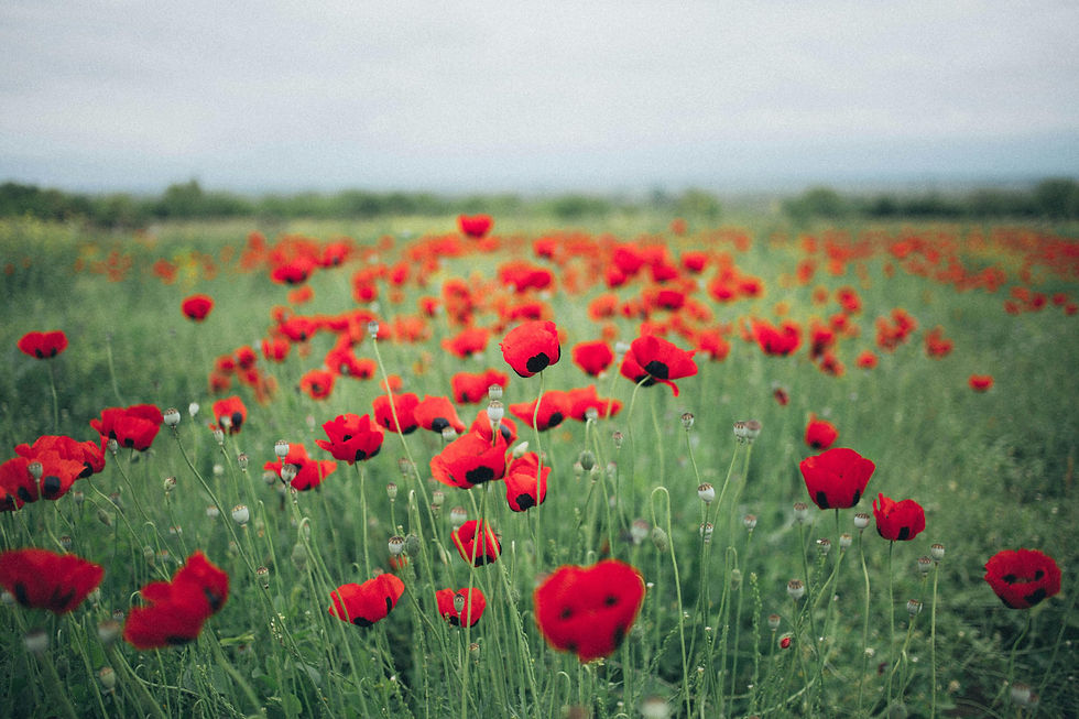 Field of Poppies Photo Source: Pexels. com
