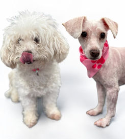 Side-by-side photos of a small dog with a fluffy white coat and a closely clipped coat with a pink bandana.