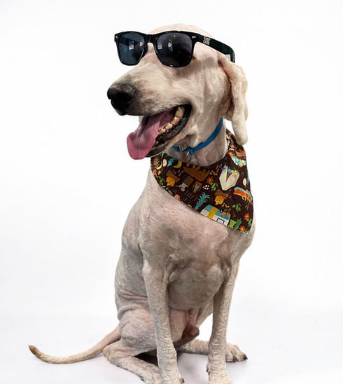 Tan dog with a closely clipped coat sitting in sunglasses and a patterned bandana.