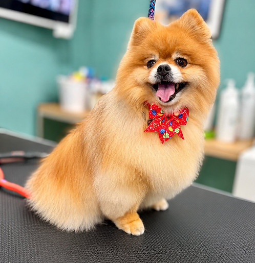 Freshly groomed Pomeranian wearing a red bow tie smiling on a grooming table at Cain's Dog House