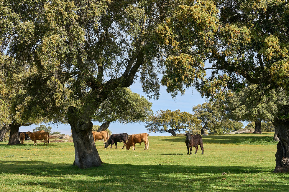 cattle pasture with stone oaks and cork oaks in the Extremadura department of Spain.jpg