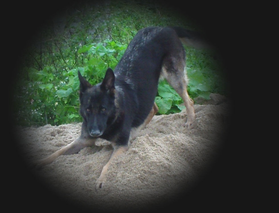 SAM_0777.JPG