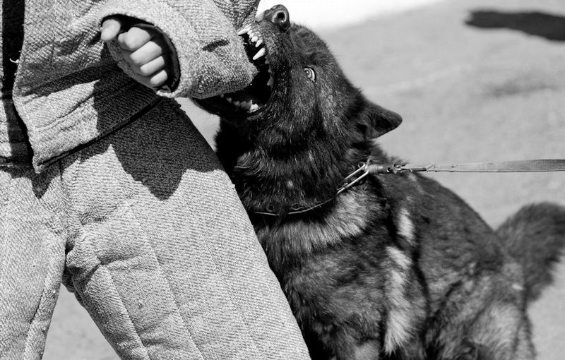wolfblood001-43.jpg
