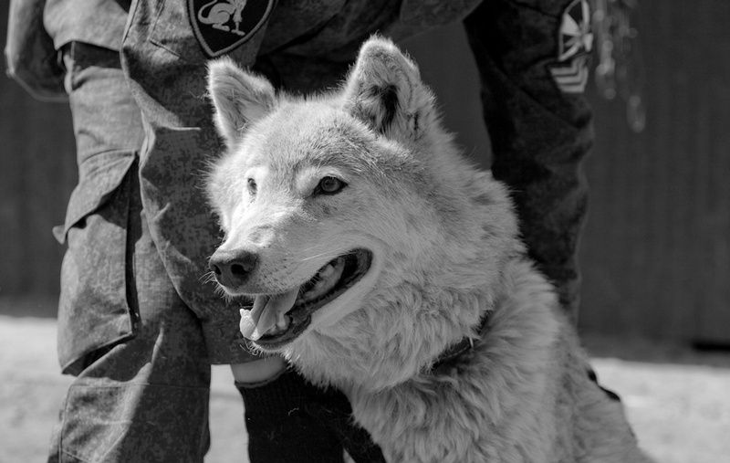 wolfblood001-11.jpg