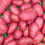 Thumbnail: Potato - Washed 2kg