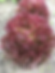 Lettuce Fancy Red