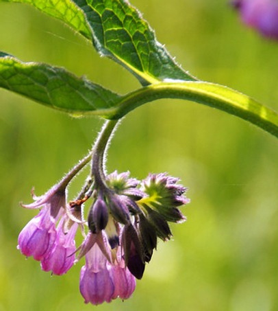 Comfrey Fix It, Soothed Legs, Plant Aid Bonares.ca