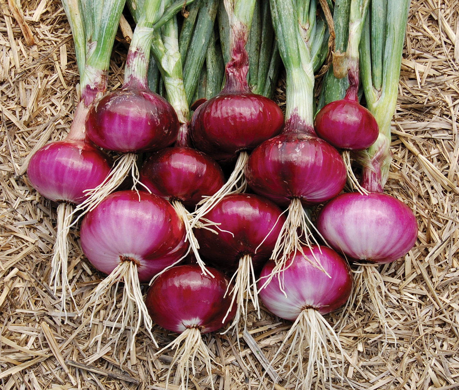 Red & White Onions