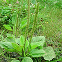 plantago major planti septic bona res Canada