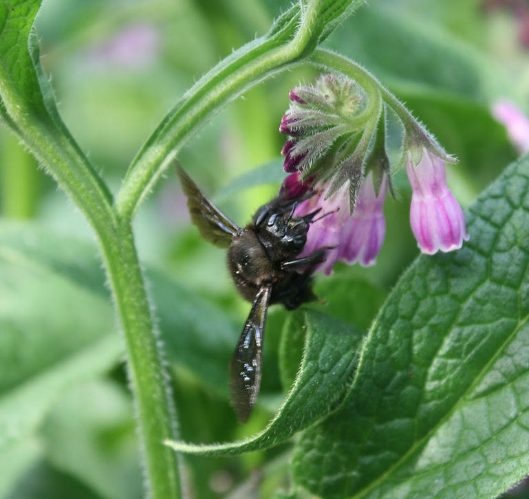 Comfrey Flowers 2.jpg