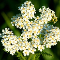 Yarrow