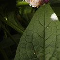 Comfrey 