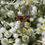 Thumbnail: Pearly Everlasting