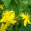 Thumbnail: St John’s wort