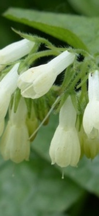 Comfrey Fix It, Soothed Legs, Plant Aid Bonares.ca