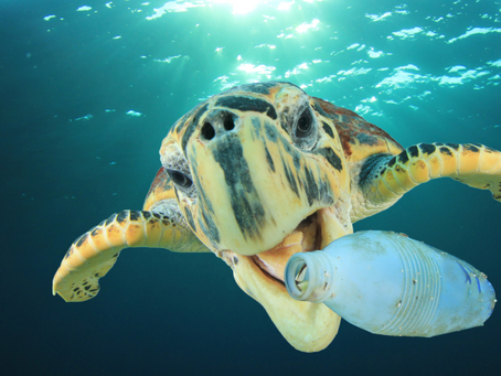World Oceans Day: How we can reduce our use of plastic