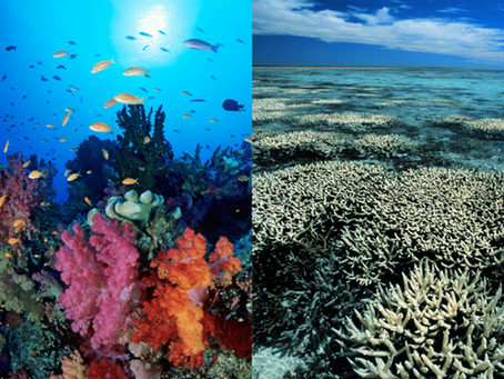 Climate Change: Why it Matters by Maria