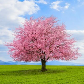 A Blossom’s Gift: Chapter 1. By Zoe
