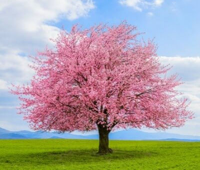 A Blossom’s Gift: Chapter 1. By Zoe