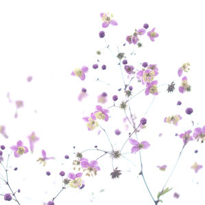 Intro to Lifestyle of the PerkiPatiLife