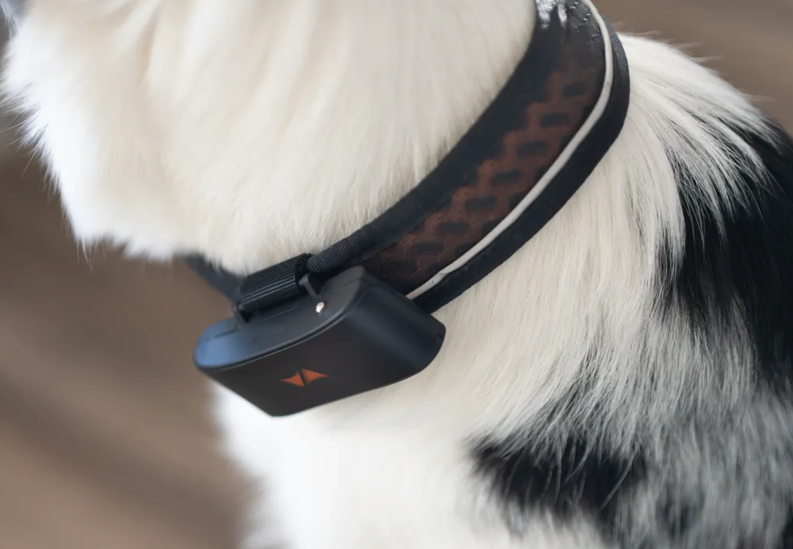 Collar GPS - Rastreador PAJ PET